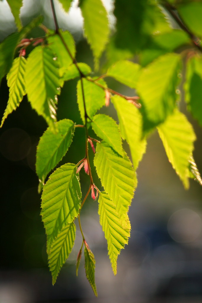leaves