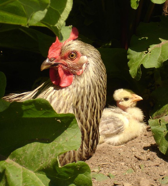 This chicken is one of my best sitters and a fantastic mother