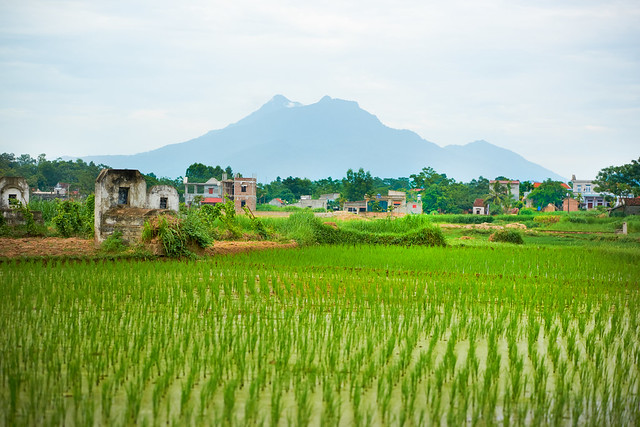 Graves and houses among rice fields