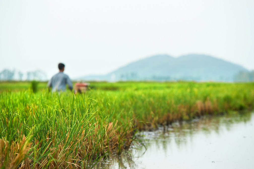 Rice field. Countryside life на русском андроид