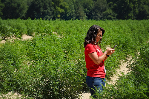 Extension agent takes a photo of a hemp plant during a tour of a Broadway Hemp farm.