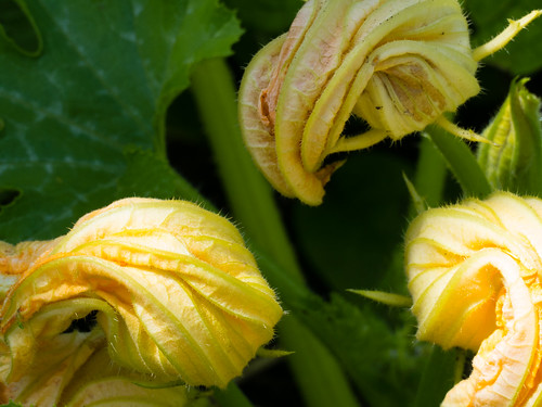 Hairy flowers: courgette