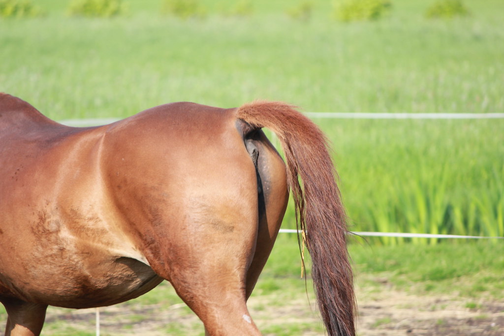 Horse / mare. Husky Husky Flickr