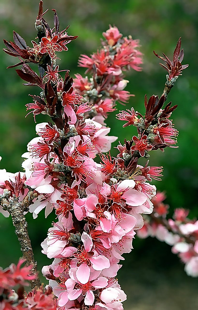 Cincinnati – Spring Grove Cemetery & Arboretum “Peach Tree Twigs - Blooms”