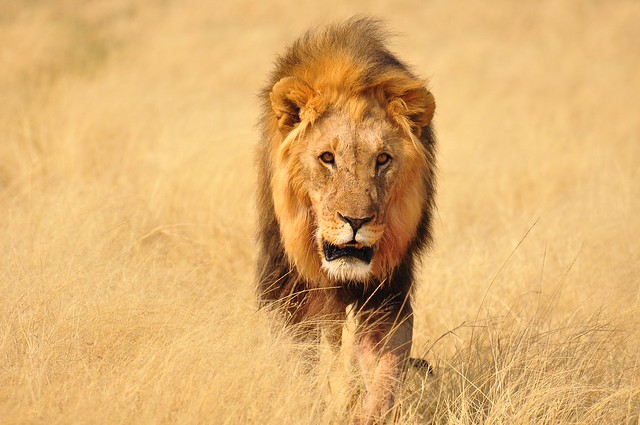 World Lion Day, Etosha National Park, Namibia