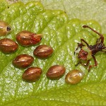 Schlehen-Randwanze (Box Bug, Gonocerus acuteangulatus), frisch geschlüpfte Nmyphe und Eier