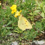 Männlicher Postillon (Clouded Yellow, Colias croceus)