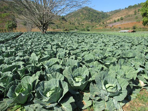 Kalaw Cabbage by D-Stanley, Cabbage grows well on the cool plateau near Kalaw, Myanmar (Burma).cabbage kalaw myanmar burma