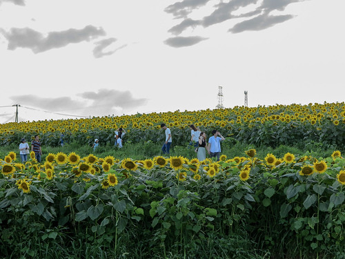 flower miyagi nature 花 ヒマワリ ひまわり 大崎市 sunflower flowers japan 宮城県