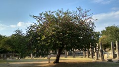 Trees in the shrine of ancient Olympia - Τα δένδρα του ιερού της αρχαίας Ολυμπίας #72