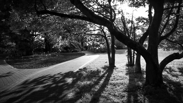 Some #light bits and #shadow pieces of my #country, #latvia. #botanical #garden #riga #evening #monochrome #bw #dramaqueen #highcontrast #latvija #whatever. Otherwise, as always, #nothingabsolutelynothing and #originalphotography from almost #latvian but 