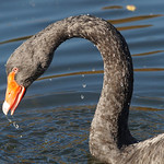 Trauerschwan (Black Swan, Cygnus atratus)