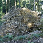 Wurzeln eines umgestürzten Baumes am Isenberg