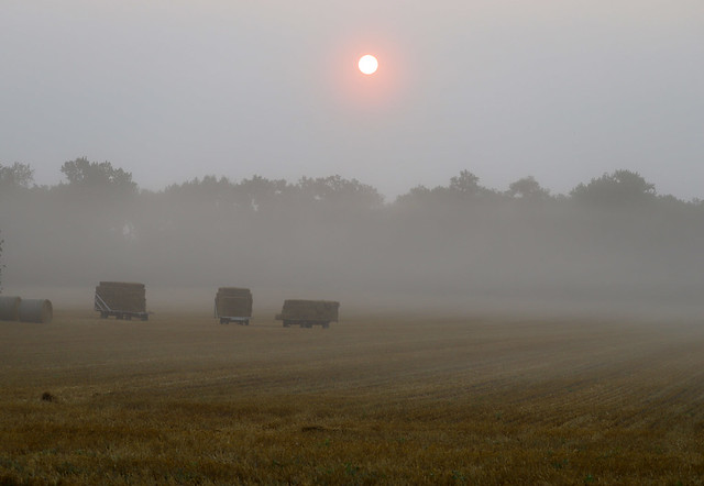 Foggy Smoky Sunrise over cut wheat field