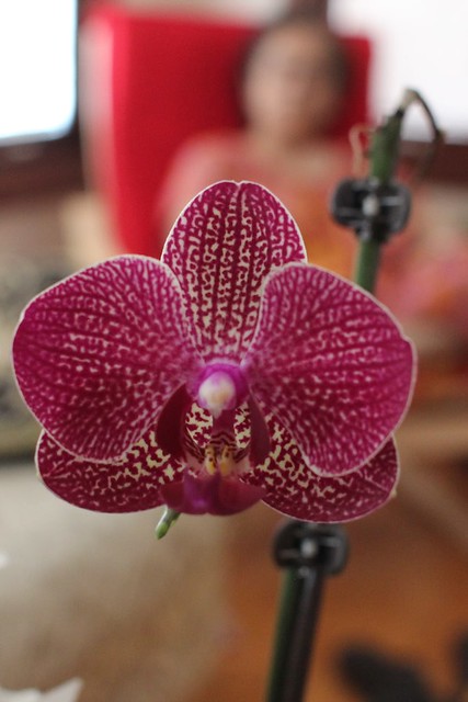 Amma's gorgeous orchid finally blooms