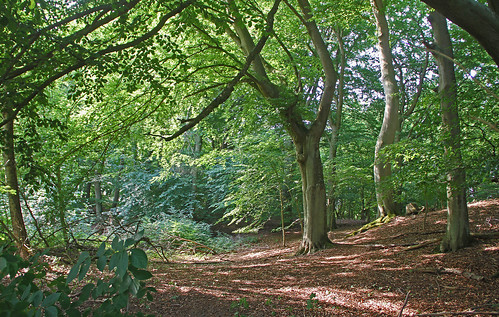 outdoor landscape forest wood tree summer