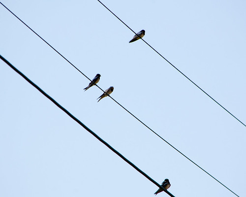 Young swallows on telephone lines