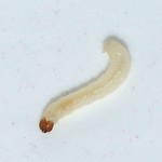 Kleidermotte (Common Clothes Moth, Tineola bisselliella), Raupe