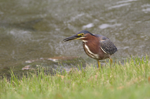 green heron morrow georgia