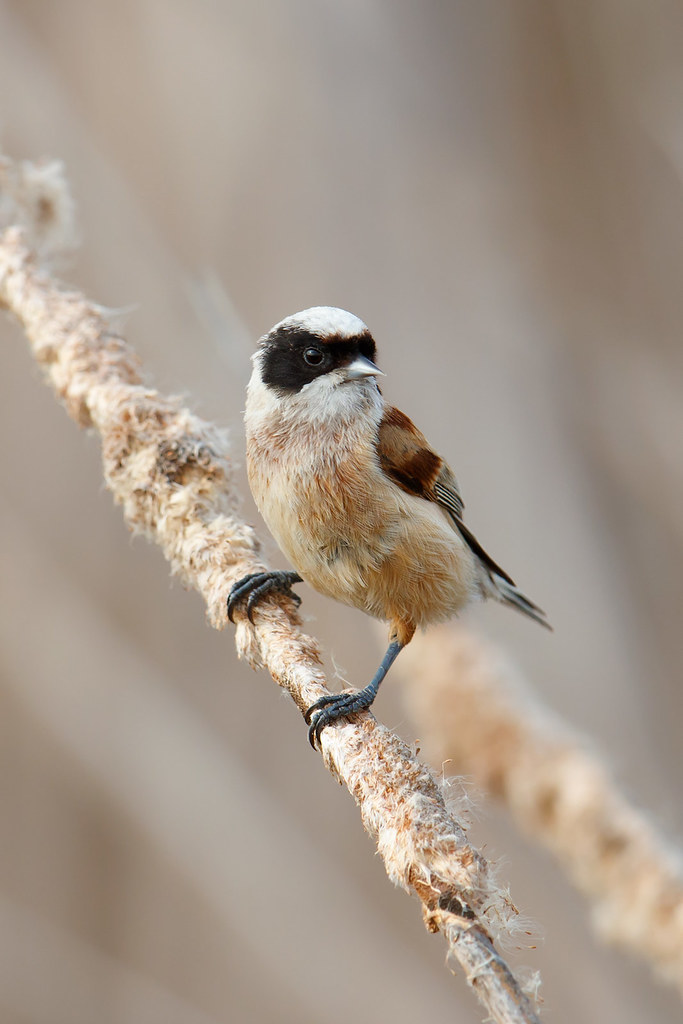 Remiz pendulinus | Eurasian Penduline Tit | pungmes