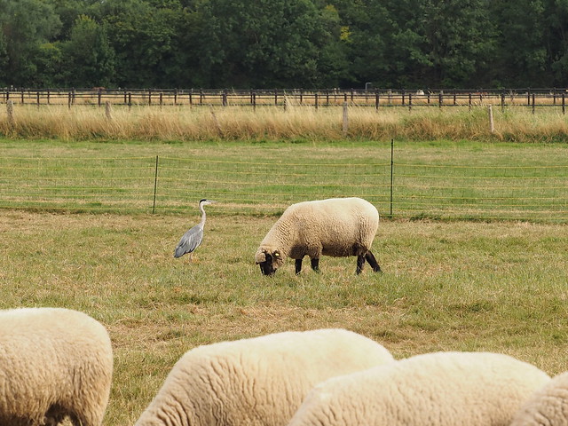 Der Reiher und das Schaf (