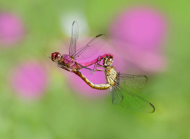 Carmine Skimmer Dragonflies in flight mating.