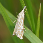 Hain-Graszünsler (Hook-streaked Grass-veneer, Crambus lathoniellus)