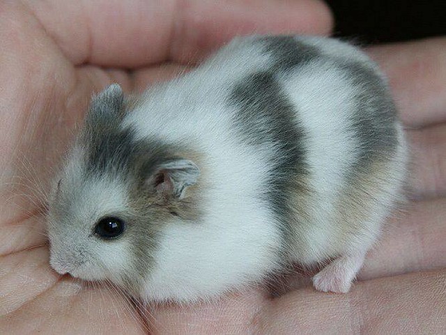 Winter white dwarf hamster