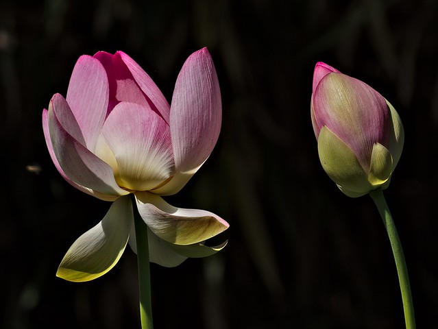 Erwachender Lotus