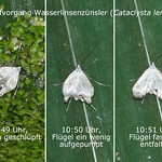Wasserlinsenzünsler (Small China-mark, Cataclysta lemnata), schlüpfendes Männchen