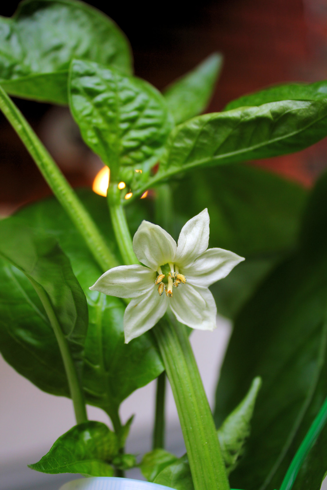 Hydroponic pepper flower