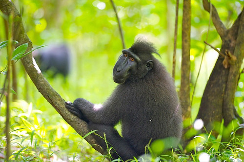 Tangkoko National Park