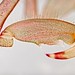 Flickr photo 'Skeleton Shrimp (Caprella mutica)' by: dreed41.