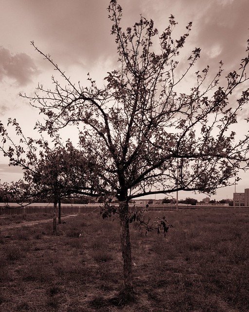 Sunset apple tree