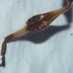 Amerikanische Zapfenwanze (Western Conifer Seed Bug, Leptoglossus occidentalis), hinteres Bein