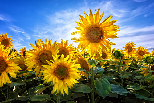 landscape ardstraw omagh cancer research uk sun flower sunflower sunflowers bee bumblebee flowers charity insects pollen blossom colourful petals view tyrone county ireland irish field countryside nature grass heather mts mt gareth wray photography nikon d810 nikkor wide angle lens scenic drive landmark tourist tourism location visit sight site grassy summer moor day photographer vacation holiday europe grassland sky plant 1424mm animal