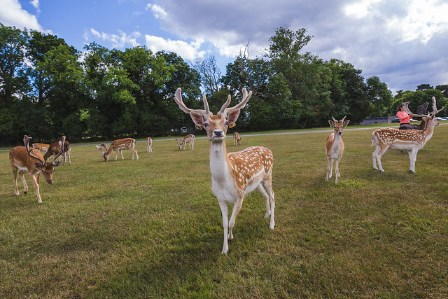 Phoenix Park Deer, Dublin
