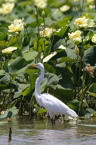 america greategret ardeaalba bird heron waterlily lakearrowheadstatepark texas canon canon7dii canon100400ii white bloom water lake wild nature