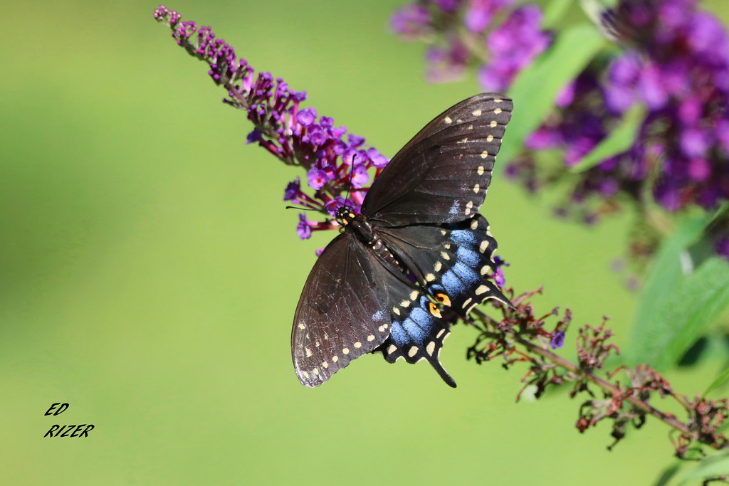 BLACK SWALLOWTAIL on Butterfly Bush at Bok Tower Gardens, Lake Wales, Florida