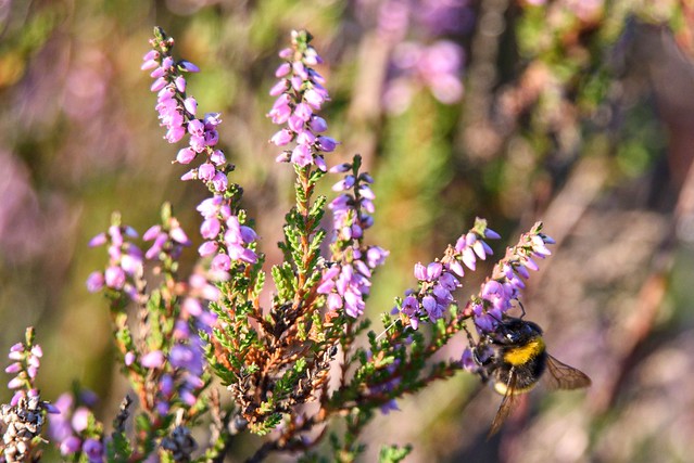 blühendes Heidekraut mit Hummel / blossoming heath-weed with bumblebee