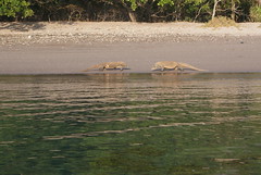 Komodo Dragons, Horseshoe Bay