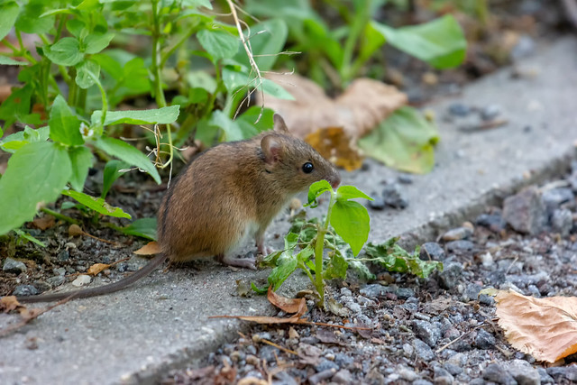 Forest mouse