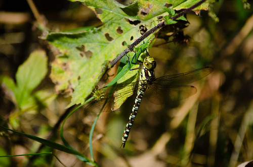 Southern hawker dragonfly, Baggeridge