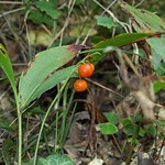 Früchte und Blätter des Maiglöckchens (Lily-of-the-valley, Convallaria majalis) im Hiesfelder Wald