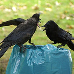 Kulturfolger: Rabenkrähen (Carrion Crow, Corvus corone) plündern einen Mülleimer