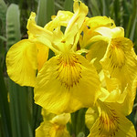 Sumpf-Schwertlilie (Yellow Iris, Iris pseudacorus) in der Flehbachaue