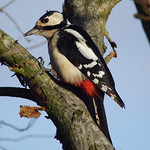 Buntspecht (Great Spotted Woodpecker, Dendrocopos major), Weibchen