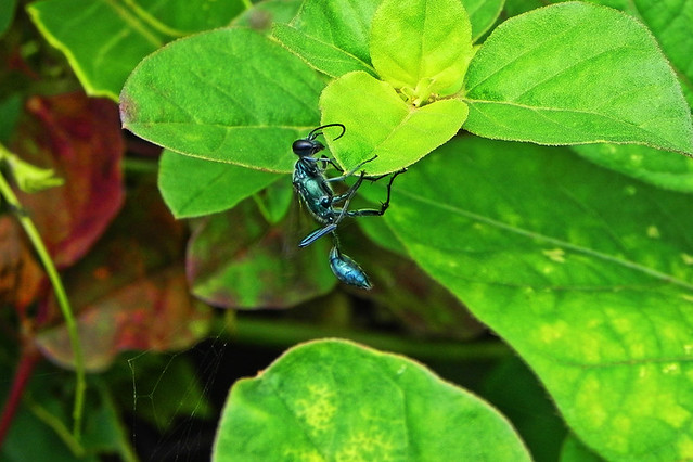 Steel-blue Cricket Hunter Wasp!