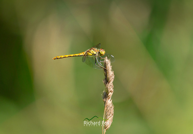 Yellow Winged Darter ♀
