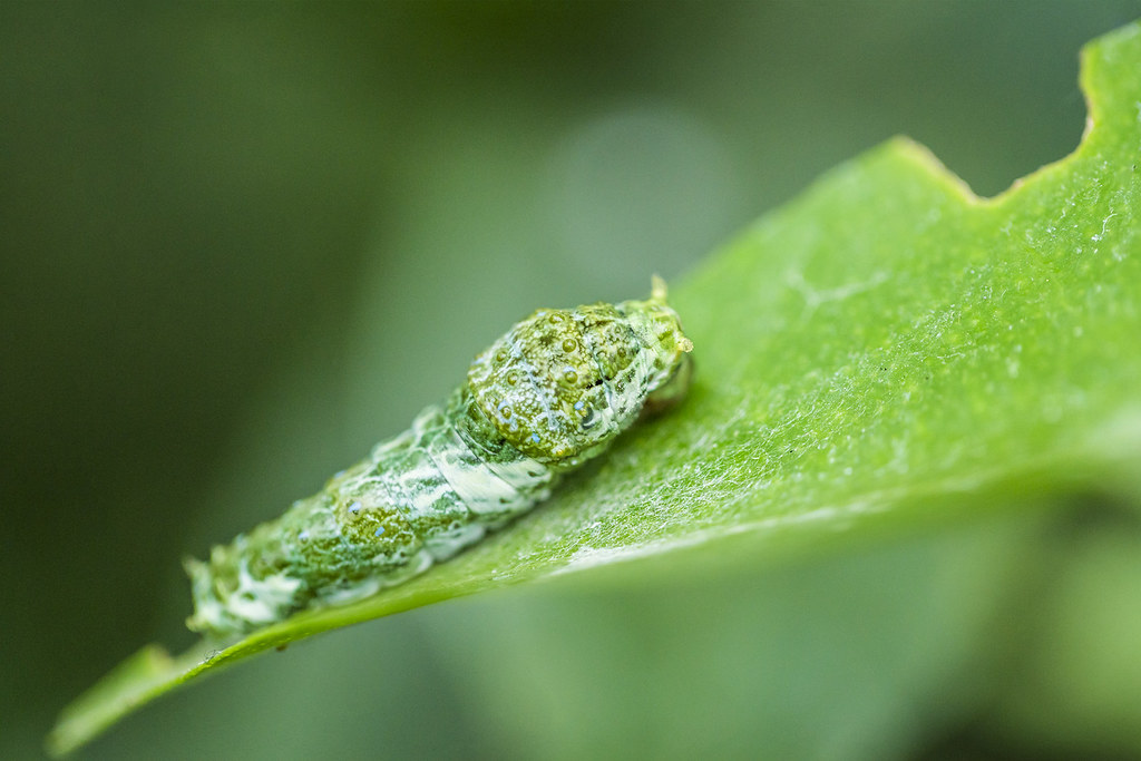 Duckling Insects 20180731_F0001: Ugly duckling of the insect world | - I thin… | Flickr